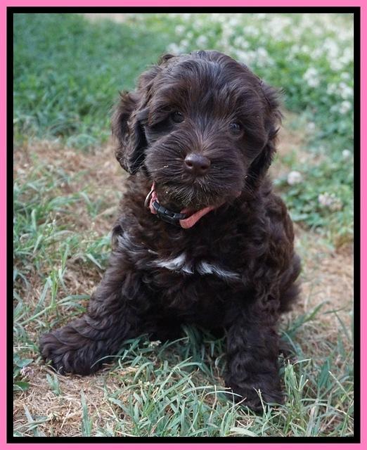 Dior Parson pups 7 weeks old 121