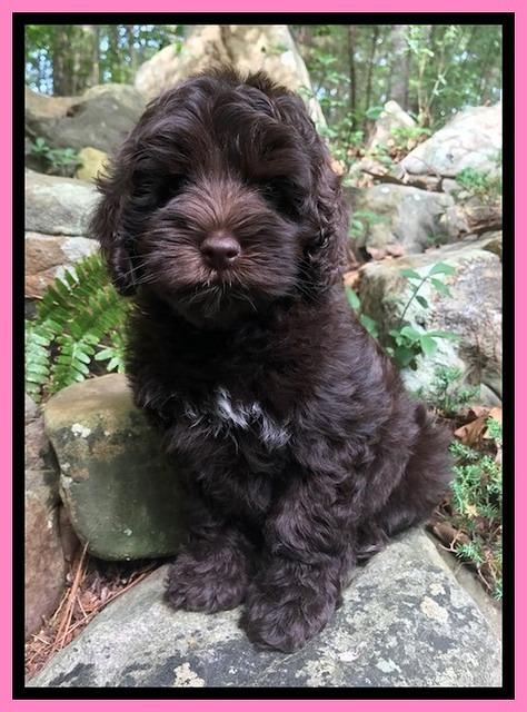 Dior Parson pups 8 weeks old 31