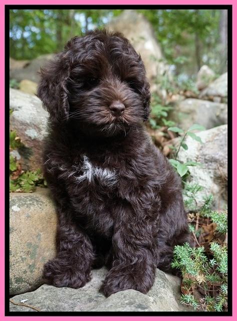 Dior Parson pups 8 weeks old 41