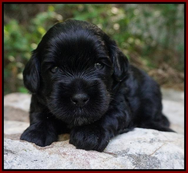 Dior Parson pups 3 wks old 41