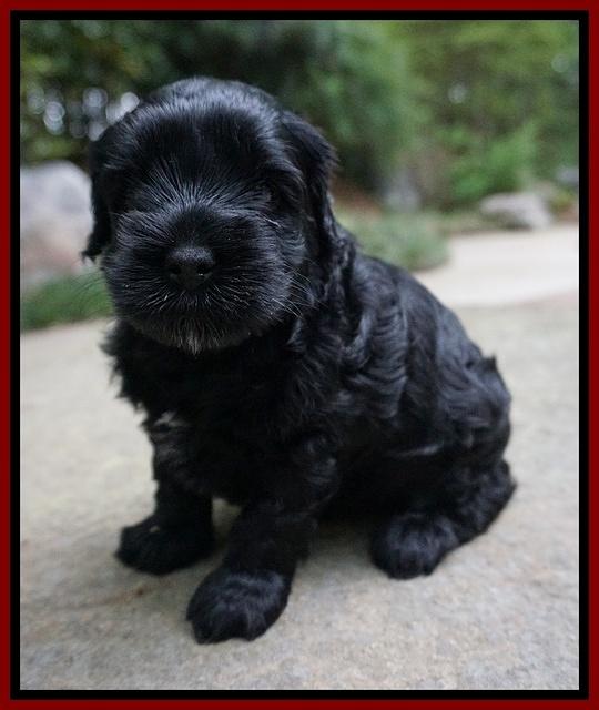 Dior Parson pups 4 wks old 111