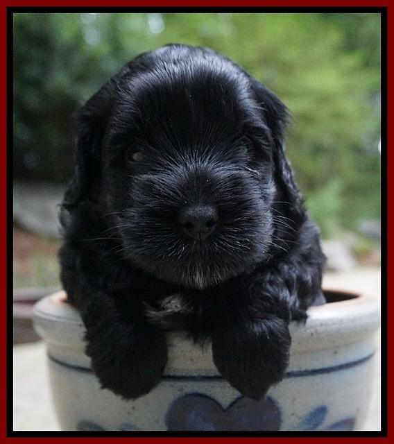 Dior Parson pups 4 wks old 81