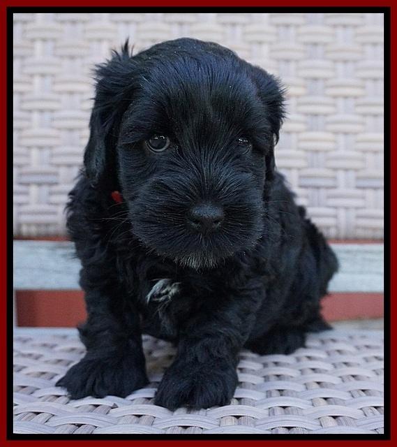 Dior Parson pups 5 wks old 81