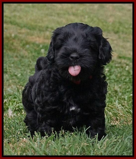 Dior Parson pups 6 wks old111