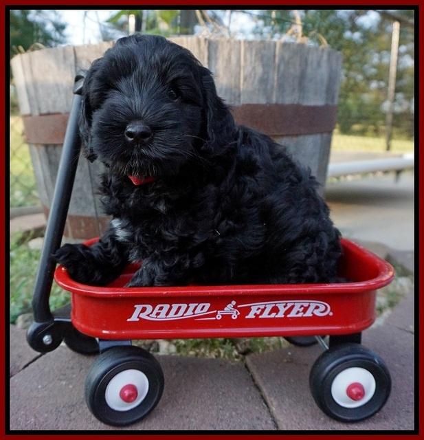 Dior Parson pups 7 weeks old 151