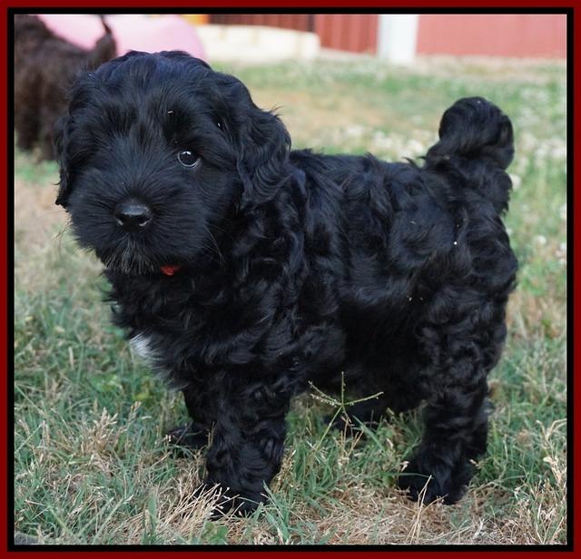 Dior Parson pups 7 weeks old 161