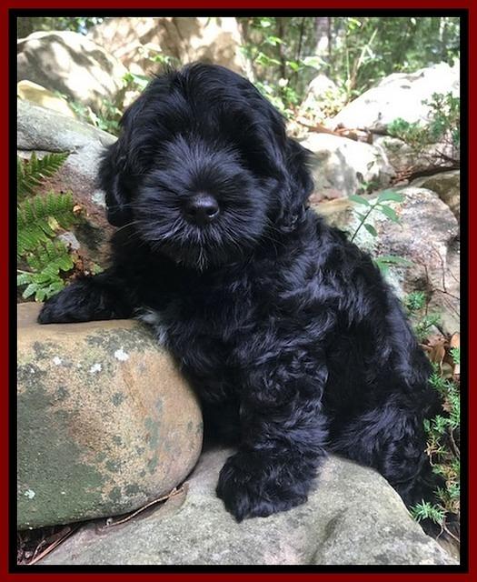 Dior Parson pups 8 weeks old 111