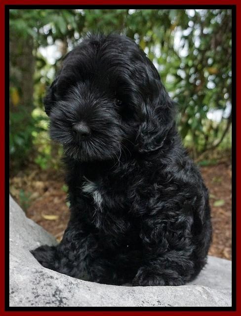 Dior Parson pups 8 weeks old 91