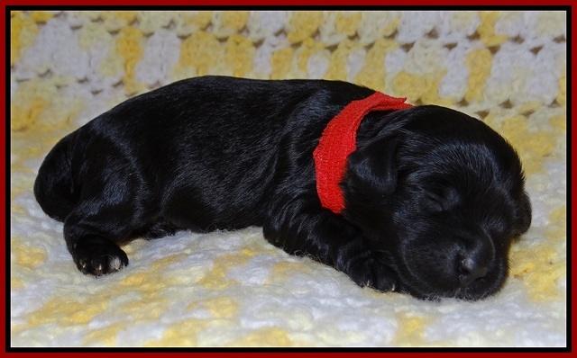 Dior Parson pups one week old 61