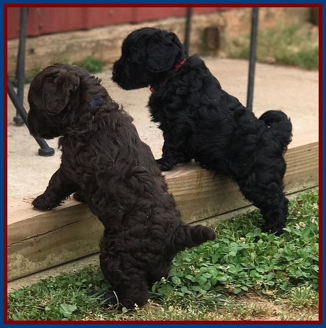 red and blue boy 6 wks