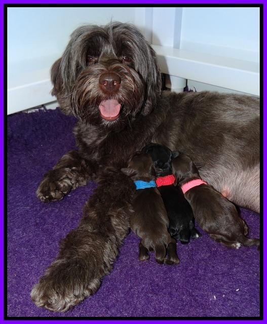 Dior Parson Newborn pups 11