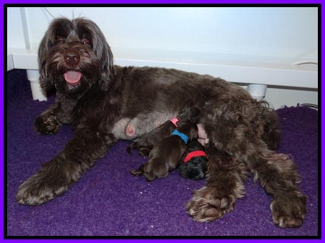 Dior Parson Newborn pups 21