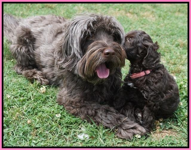 Dior Parson pups 6 wks old101