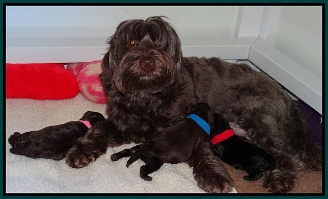 Dior Parson pups one week old 71