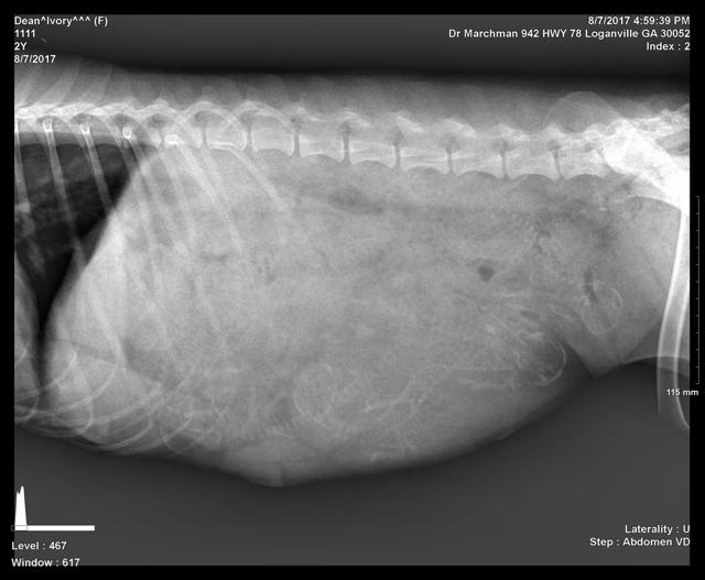 Ivory Harbins preg 2 xray