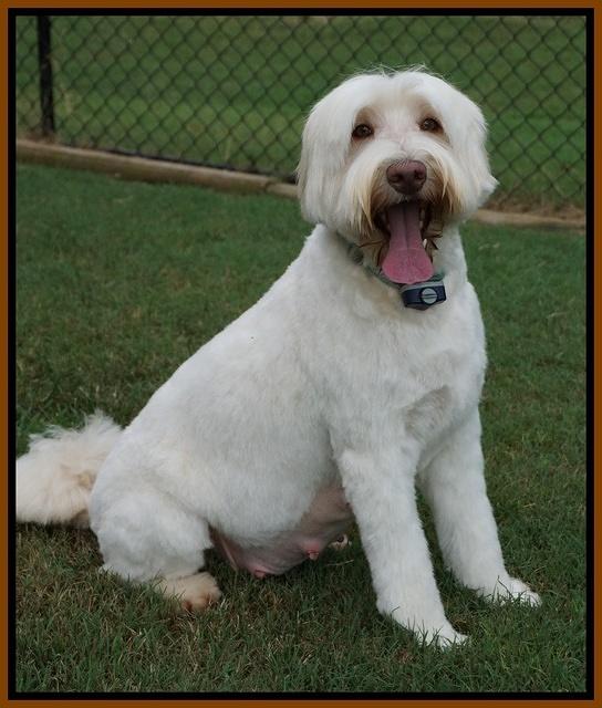 Ivory day 54 of preg Harbins 11