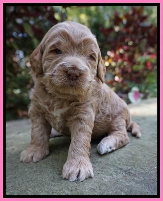 Ivory Harbins 3 wks old 31