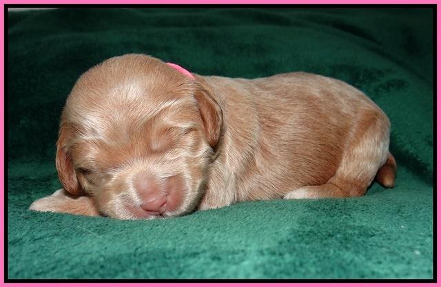 Ivory Harbins pups 1 wk old 11