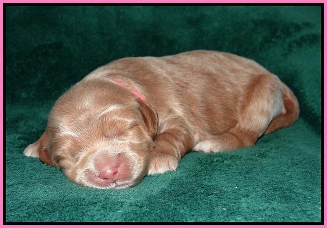 Ivory Harbins pups 1 wk old 21