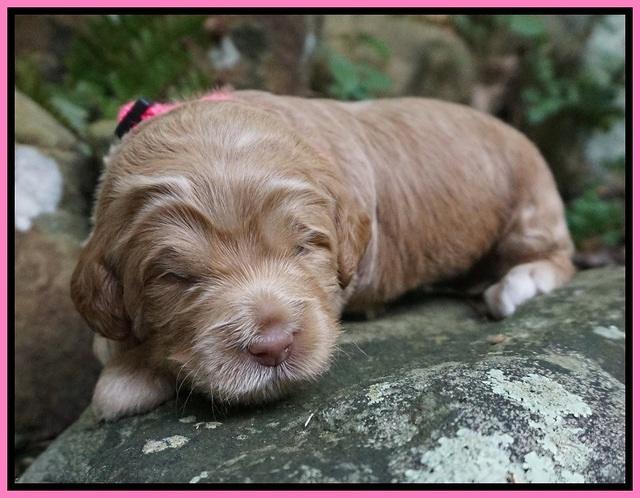 Ivory Harbins pups 2 wks old 11