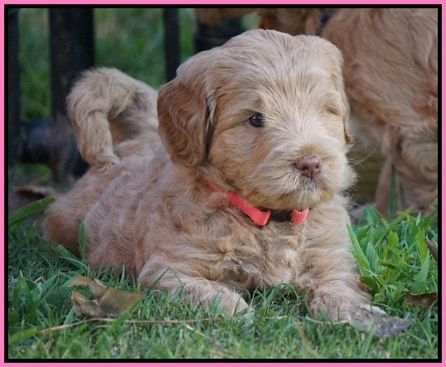 Ivory Harbins pups 5 weeks old 41