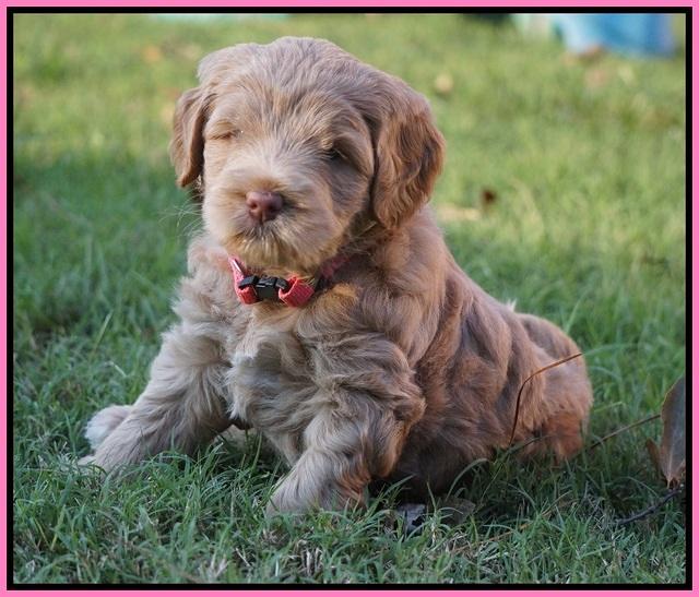 Ivory Harbins pups 5 weeks old 51