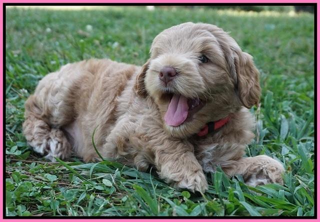Ivory Harbins pups 6 wks old 21
