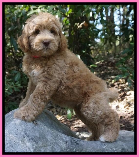 Ivory Harbins pups 8 wks old 11
