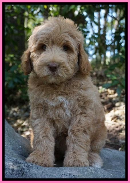 Ivory Harbins pups 8 wks old 41