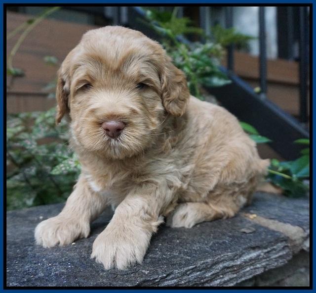 Ivory Harbins pups 4 wks old 41