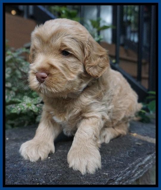 Ivory Harbins pups 4 wks old 61