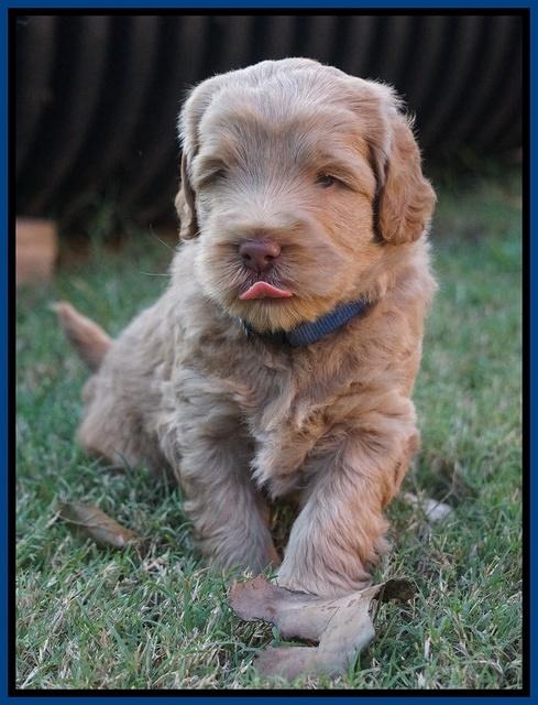 Ivory Harbins pups 5 weeks old 131