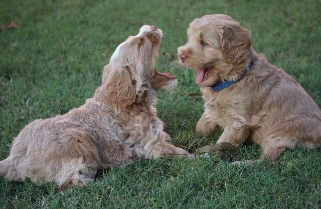 Ivory Harbins pups 5 weeks old 81