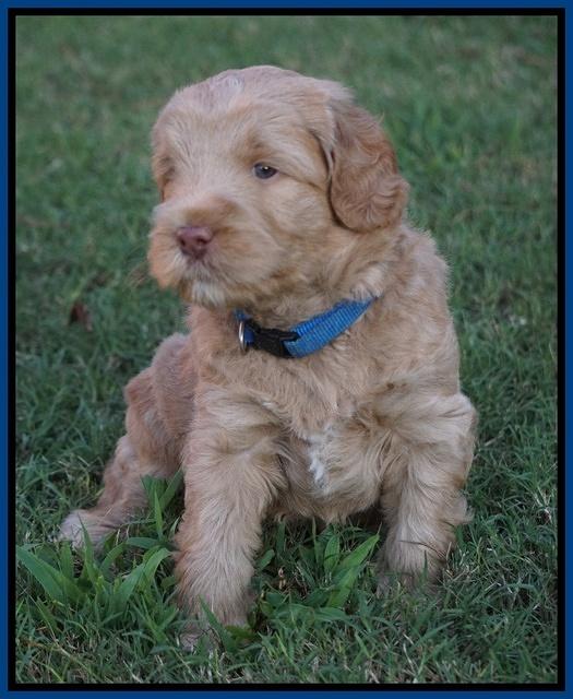 Ivory Harbins pups 5 weeks old 91