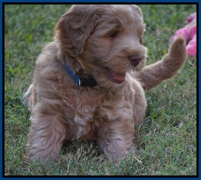 Ivory Harbins pups 6 wks old 1100