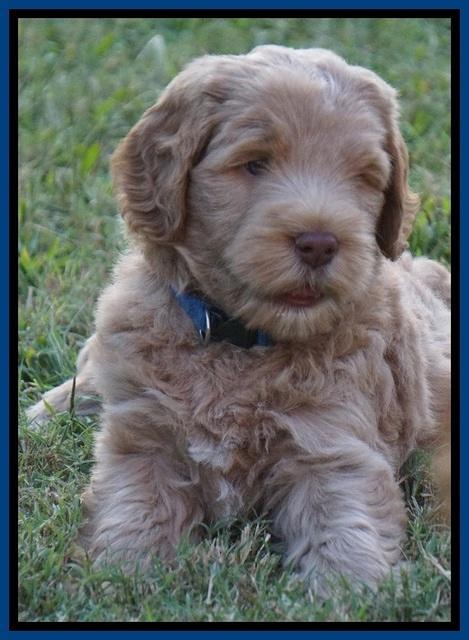 Ivory Harbins pups 6 wks old 3100