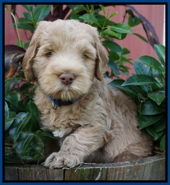 Ivory Harbins pups 6 wks old 4100