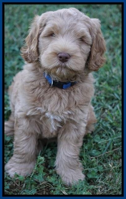 Ivory Harbins pups 7 weeks old 21