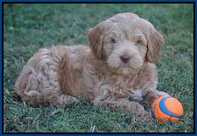 Ivory Harbins pups 7 weeks old 31