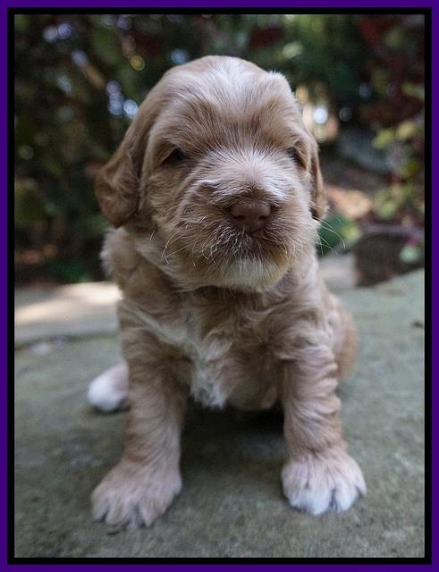 Ivory Harbins 3 wks old 91