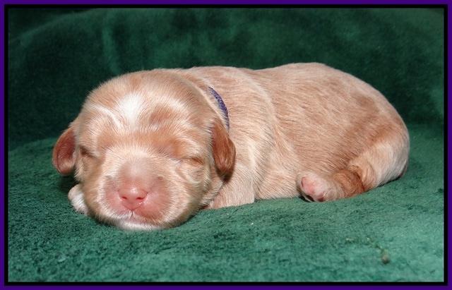 Ivory Harbins pups 1 wk old 51