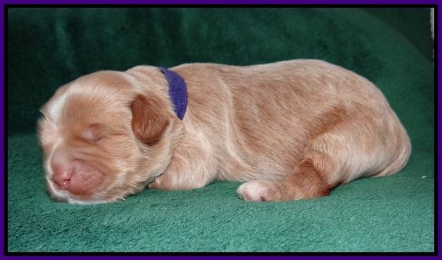 Ivory Harbins pups 1 wk old 61