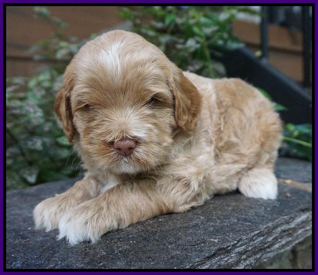 Ivory Harbins pups 4 wks old 71