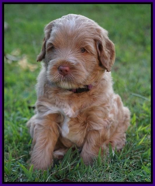 Ivory Harbins pups 5 weeks old 201