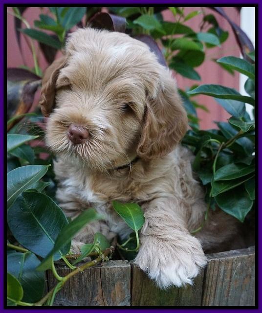 Ivory Harbins pups 6 wks old 101