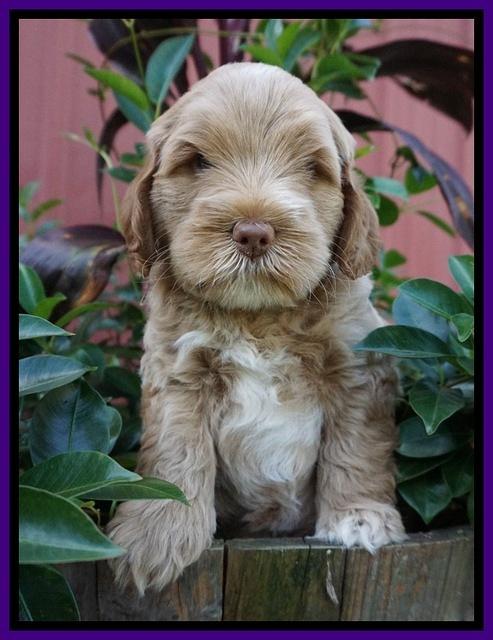 Ivory Harbins pups 6 wks old 81