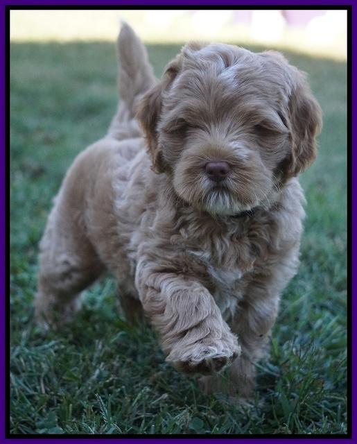 Ivory Harbins pups 7 weeks old 101