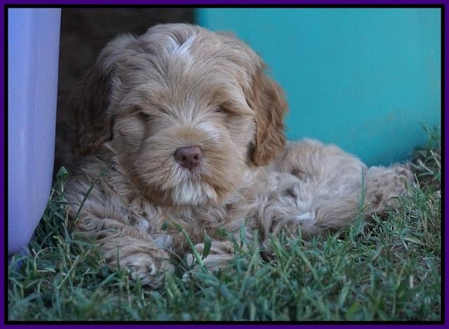 Ivory Harbins pups 7 weeks old 91