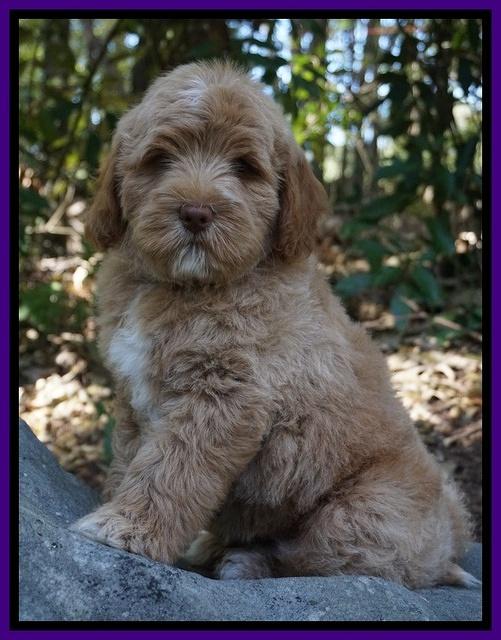 Ivory Harbins pups 8 wks old 121