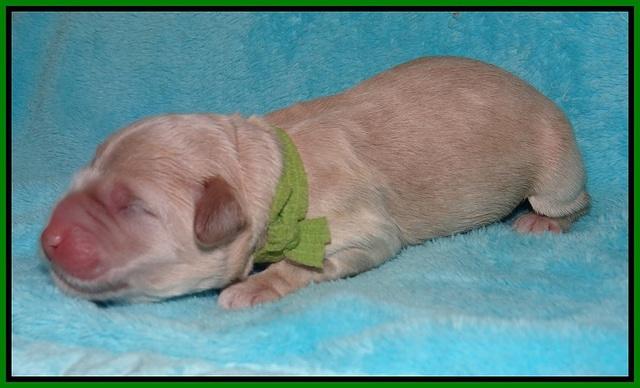 Ivory Harbins newborn 131